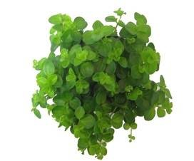 PEP ROTUNDIFOLIA