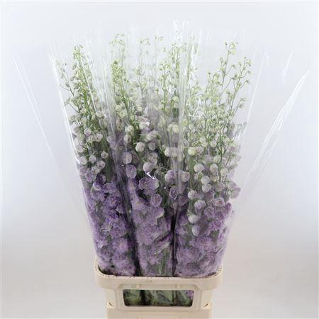 <h4>Delphinium double Delp Pink P</h4>
