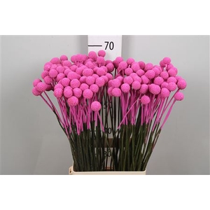 Cras Klb Hot Pink
