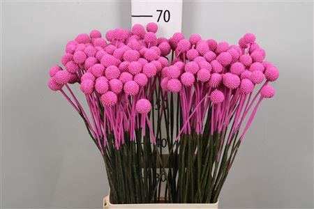 <h4>Cras Klb Hot Pink</h4>
