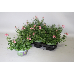 Diascia Hot Pink