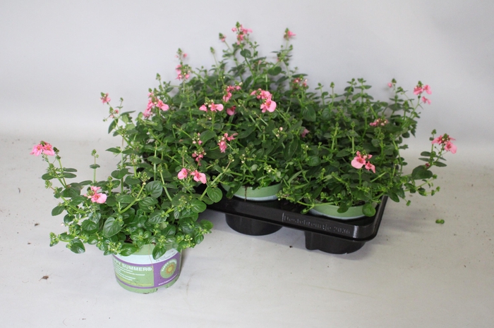 <h4>Diascia Hot Pink</h4>