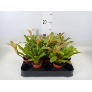 Nidularium  'Fire Ball'