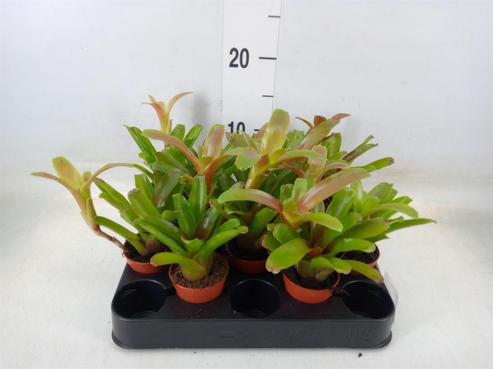 <h4>Nidularium  'Fire Ball'</h4>