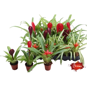 BROMELIA GEM
