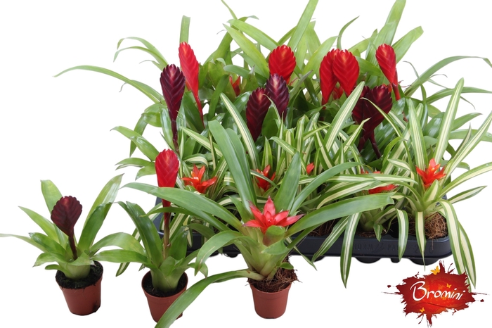<h4>BROMELIA GEM</h4>