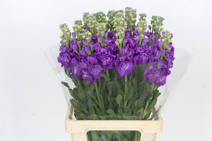 <h4>Matthiola Iron Purple</h4>