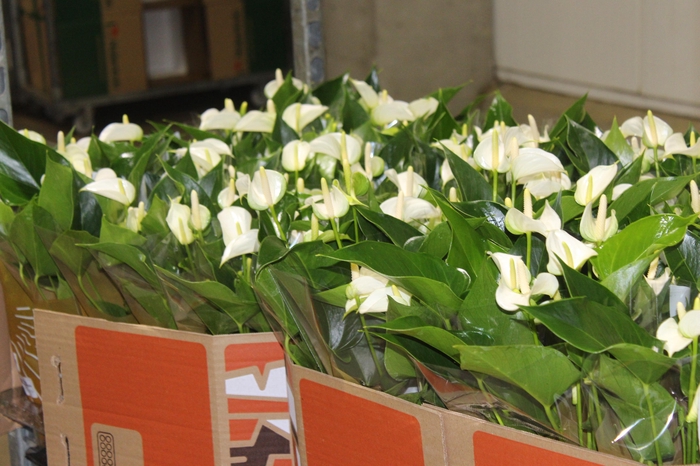 <h4>ANTH SIERRA WHITE P12</h4>