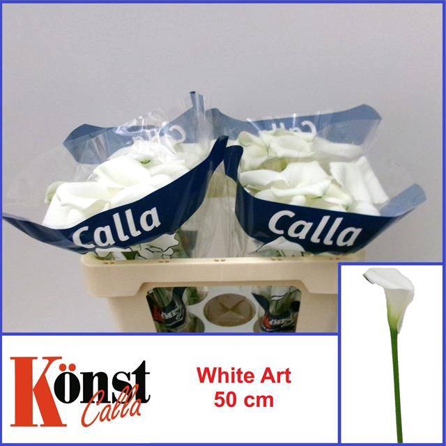 <h4>Zantedeschia white art</h4>
