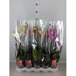 Phalaenopsis   ...mix