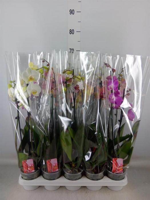 <h4>Phalaenopsis   ...mix</h4>