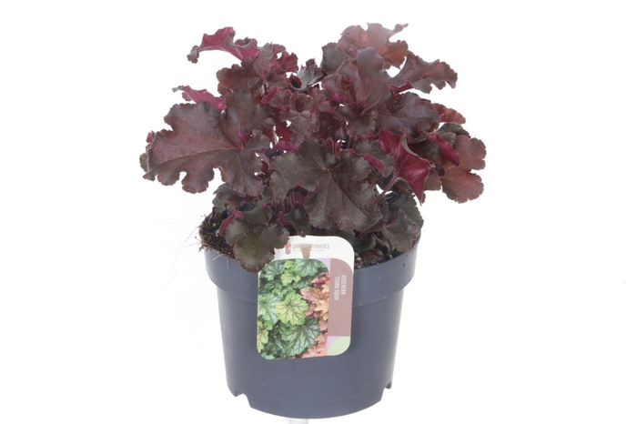 <h4>Heuchera Melting Fire</h4>