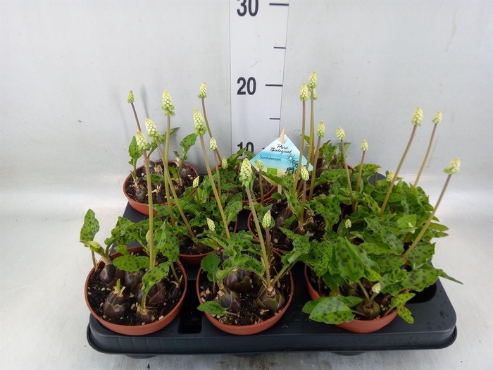 <h4>Succulents   ...</h4>