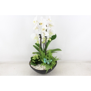 arr2 PL - Ebbischaal x2 phal. wit