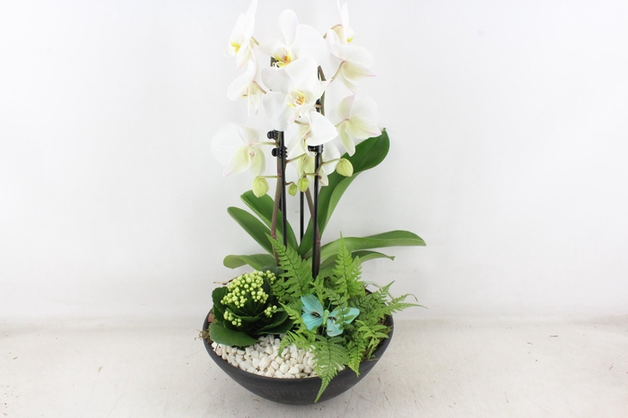 <h4>arr2 PL - Ebbischaal x2 phal. wit</h4>