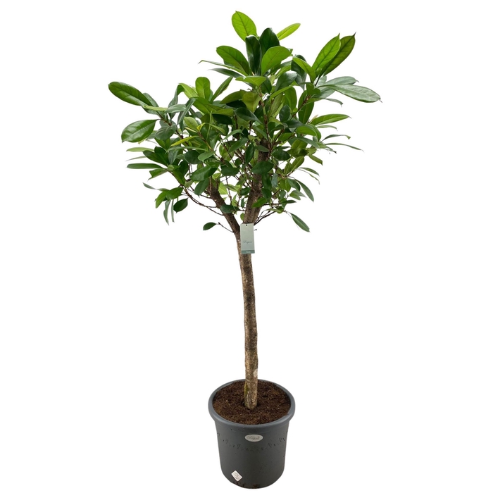 <h4>Ficus cyathistipula</h4>