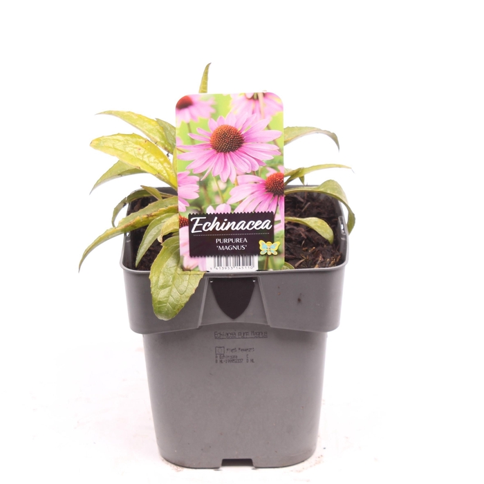 <h4>Echinacea purp. 'Magnus'</h4>