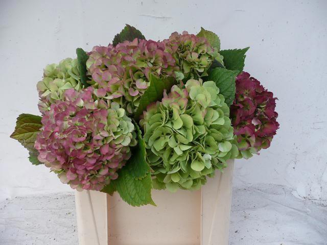 <h4>HYDR M OLD DUTCH CL</h4>