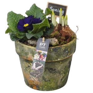 PTBM3870 Arrangementen Tuinplanten