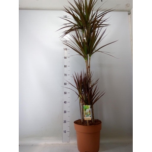 Dracaena marg. 'Magenta'