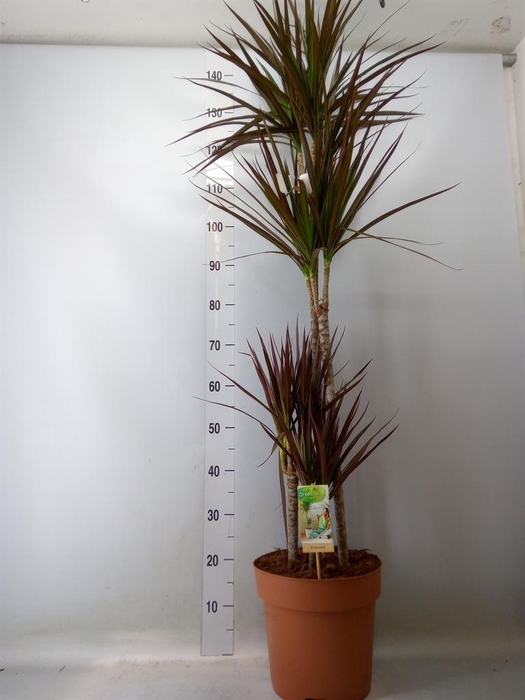 <h4>Dracaena marg. 'Magenta'</h4>