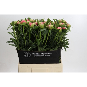 Paeonia Coral Charm