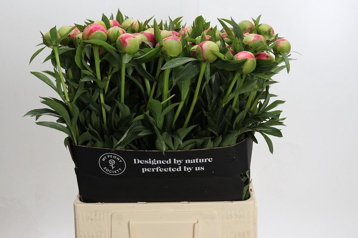 <h4>Paeonia Coral Charm</h4>