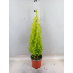 Cupressus macro. 'Goldcrest Wilma'