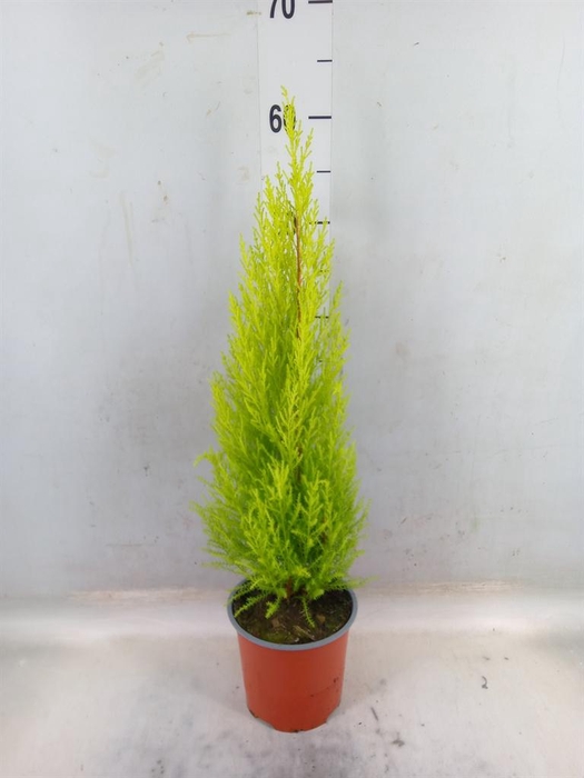 <h4>Cupressus macro. 'Goldcrest Wilma'</h4>