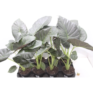 ALOCASIA REGAL SHIELDS P12