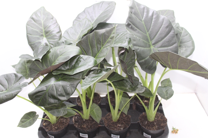 ALOCASIA REGAL SHIELDS P12