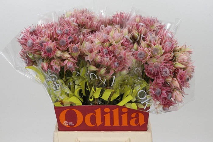 <h4>Blushing Bride Pink 2/5 Flowers</h4>