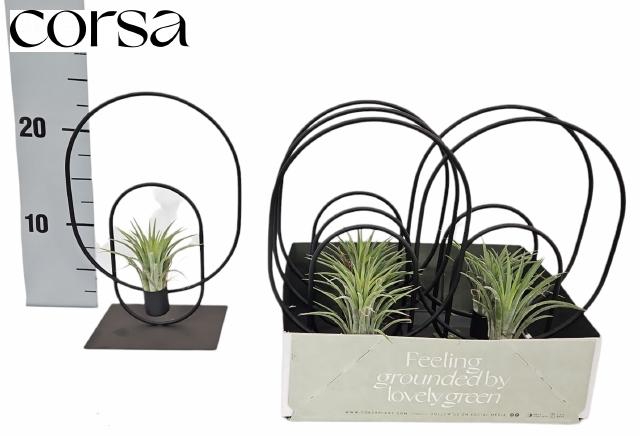 <h4>ARR TILLANDSIA</h4>
