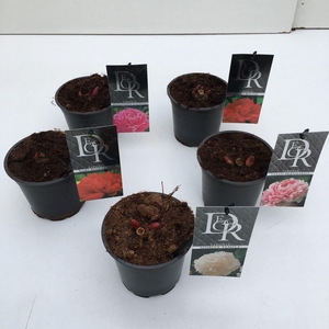Paeonia mix