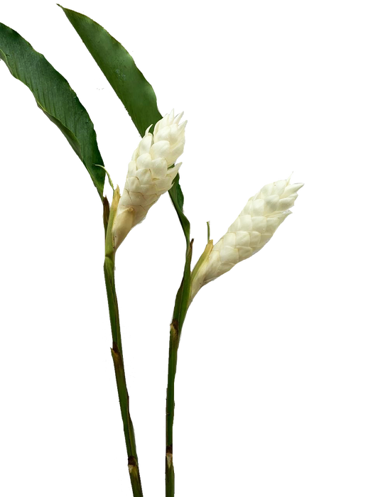 <h4>Ginger White</h4>