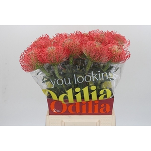 Nutans Ayoba Pink