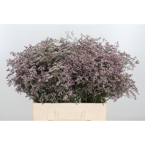 Lim Saf Oshi Pink 60 20