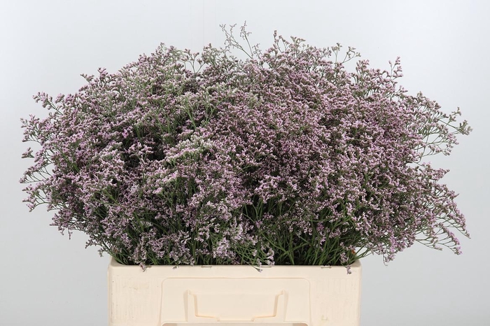 <h4>Lim Saf Oshi Pink 60 20</h4>