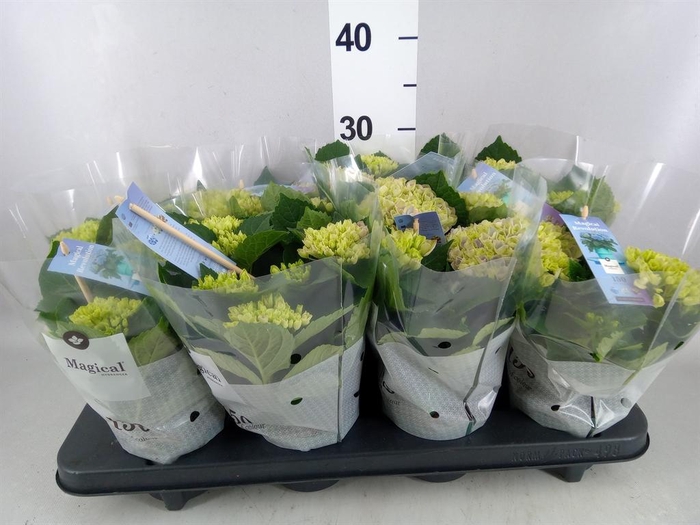 <h4>Hydrangea mac. 'Magical Revolution'</h4>