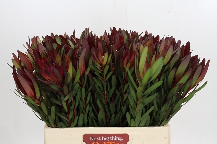 <h4>LEUCAD SAF SUNSET</h4>