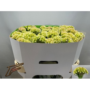 Celosia Frozen Freger