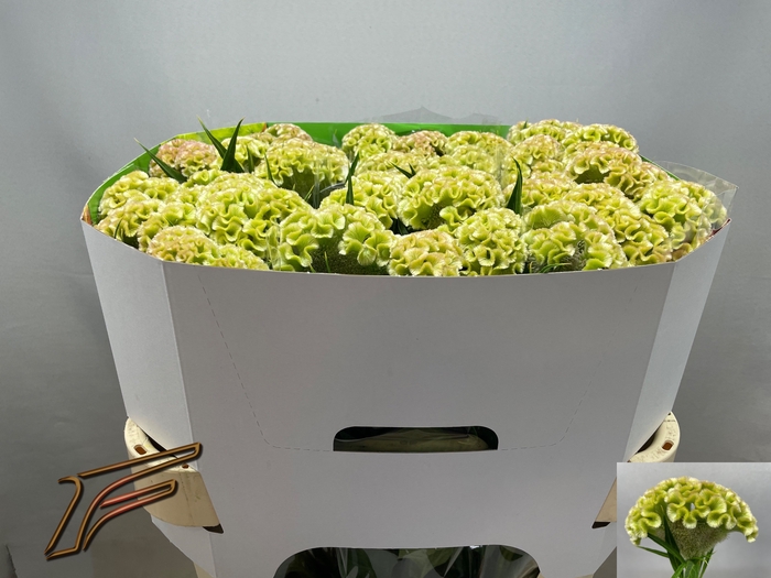 <h4>Celosia Frozen Freger</h4>