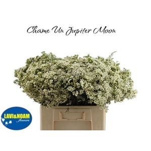 CHAME UN JUPITE MOON