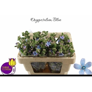 OXY CO TAN PURE BLU