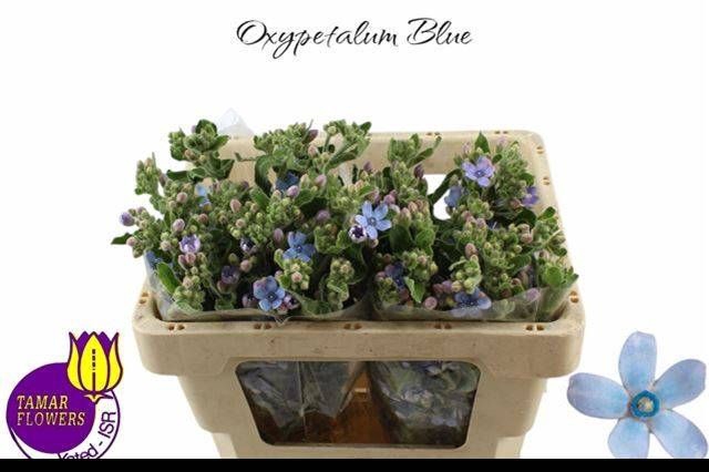 OXY CO TAN PURE BLU