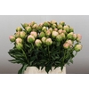 Paeonia In Full Sail