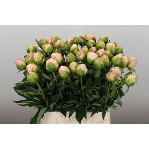 Paeonia In Full Sail