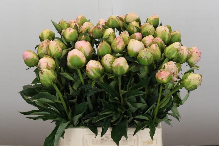 <h4>Paeonia In Full Sail</h4>
