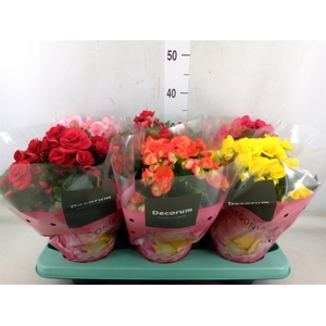 Begonia elat. DU   ...mix