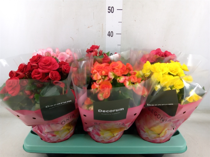 <h4>Begonia elat. DU   ...mix</h4>